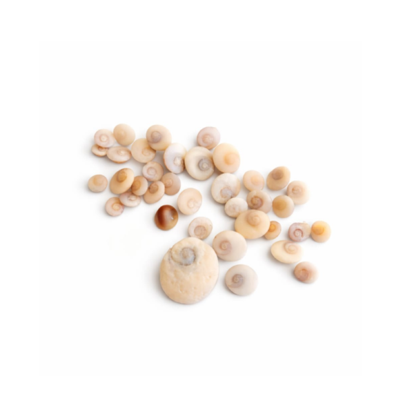 Véritables "Œil de Sainte-Lucie" naturels