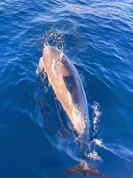 Excursions en mer 11