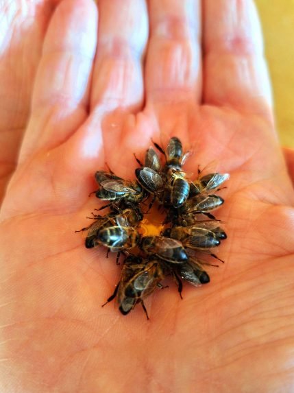 Le jardin des abeilles 1