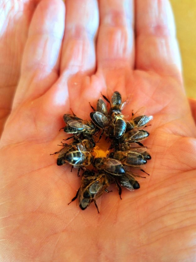 Le jardin des abeilles 1