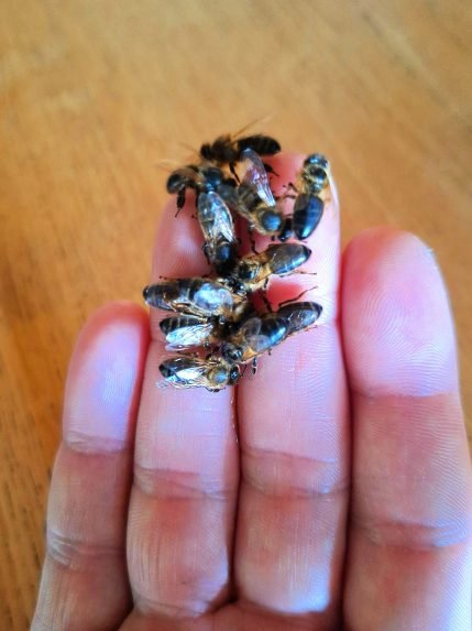 Le jardin des abeilles 4