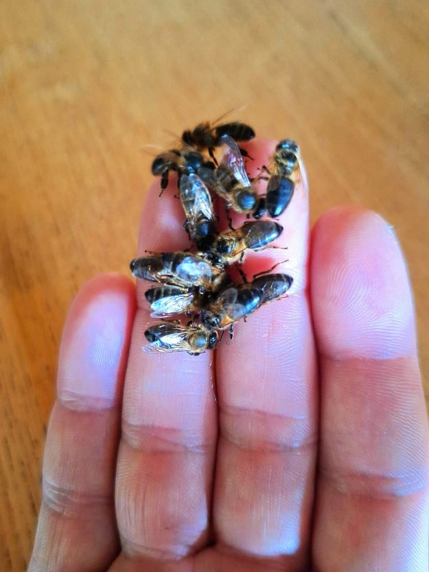 Le jardin des abeilles 4